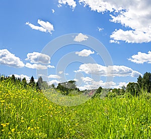 Summer landscape with flowering wild flowers on meadow