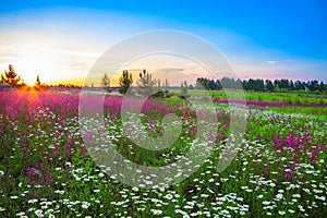 Summer landscape with flowers on a meadow and sunset
