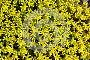 Summer landscape of flowers stonecrop caustic.