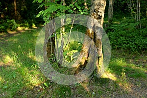 Summer landscape in forest.