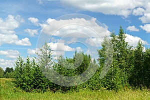 Summer landscape forest blue sky, flying clouds, nature. Space for copying text