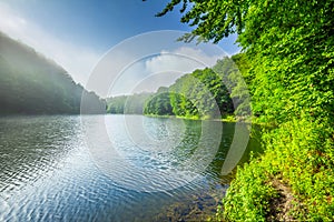 Summer landscape with forest lake