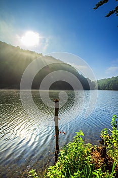 Summer landscape with forest lake