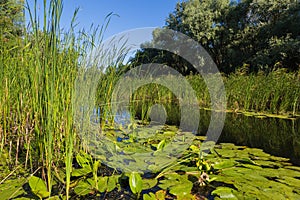 Summer landscape on forest lake with water lilies and reeds .