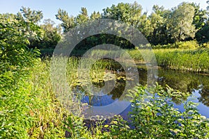 Summer landscape on forest lake with water lilies and reeds .