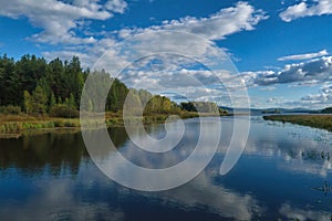 Summer landscape, forest trees are reflected in calm river water against a background of blue sky and white clouds