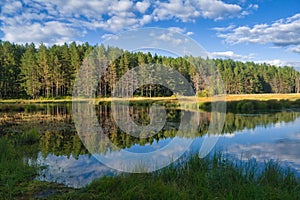 Summer landscape, forest trees are reflected in calm river water against a background of blue sky and white clouds