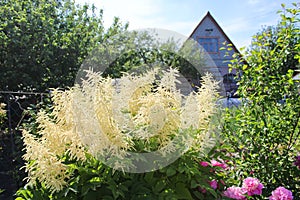 summer landscape with garden flowers against the sky russia