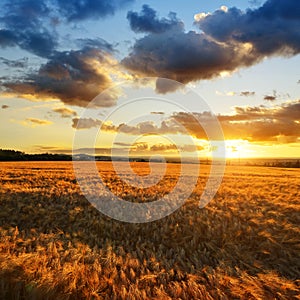 Summer landscape with golden barley field at sunset.