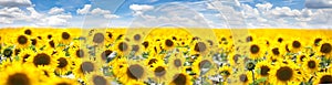 Summer Landscape of Golden Sunflower Field