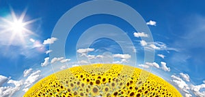 Summer Landscape of Golden Sunflower Field