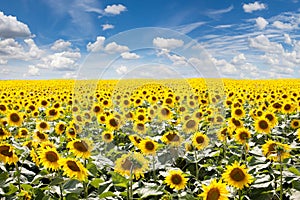 Summer Landscape of Golden Sunflower Field