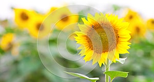 Summer Landscape of Golden Sunflower Field with Little Bee