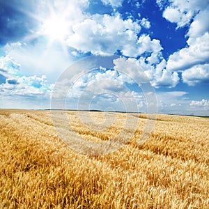 Summer Landscape of Golden Wheat Field