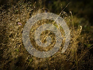 Dry leaves of grasses with spider web and dew drops at sunrise