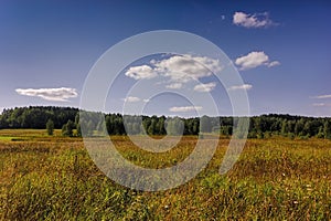 Summer meadow landscape with grass and wild flowers on the background of a forest