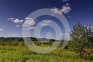 Summer meadow landscape with grass and wild flowers on the background of a forest