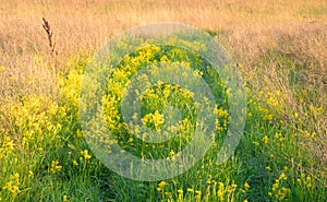 Summer landscape with green and dry grass.