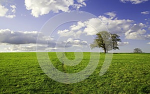 Summer landscape - green field