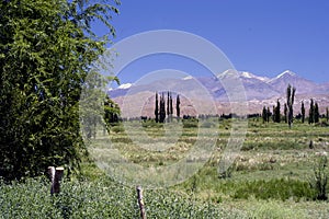 summer landscape with green fields with poplar trees and in the background the andes mountain