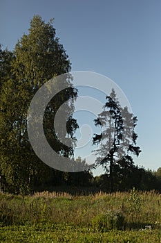 Summer landscape. Green forest and blue sky. Natural landscape