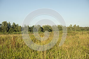 Summer landscape. Green forest and blue sky. Natural landscape