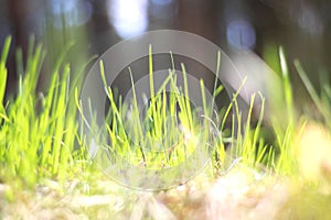 Summer landscape with green grass / blur of sharpness