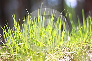 Summer landscape with green grass / blur of sharpness