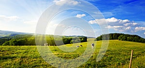 Summer landscape with green grass and cow.