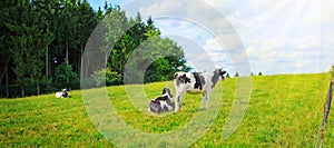 Summer landscape with green grass and cow.