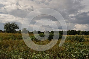 Summer landscape. Green grass and trees against the blue sky with clouds.