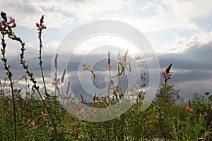 Summer landscape. Green grass and trees against the blue sky with clouds.