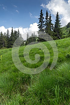 Summer landscape with green hills of Vitosha Mountain, Sofia City Region, Bulgaria