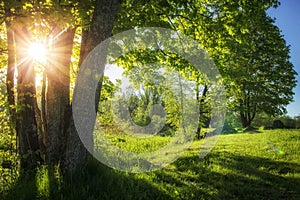 Summer landscape of green nature with bright sun and clear blue sky in morning. Countryside view on scenery summer nature