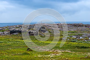 Summer landscape of green polar tundra with boulders in the foreground. Northern nature in the vicinity of Teriberka