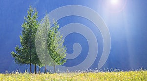 Summer landscape, green trees on a blue background and sunrays