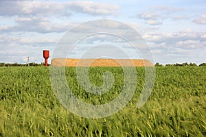 Summer landscape with the green wheat field, golden hay bale, and blue cloudy sky