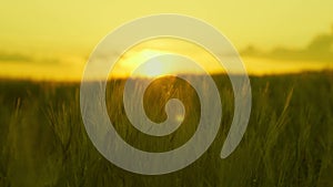 summer landscape green wheat sunset. agriculture concept. farming. landscaped organic grain leaves. ears wheat glare