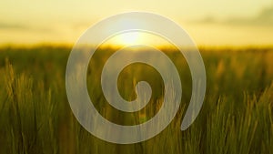 summer landscape green wheat sunset. agriculture concept. farming. landscaped organic grain leaves. ears wheat glare