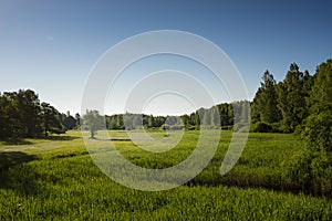 Summer landscape of green woods and river, overgrown with wild grasses. Meadow surrounded by a mixed forest.