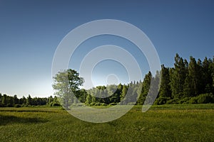 Bare tree surrounded by meadow, mixed forest and blue sky. Natural environment background.
