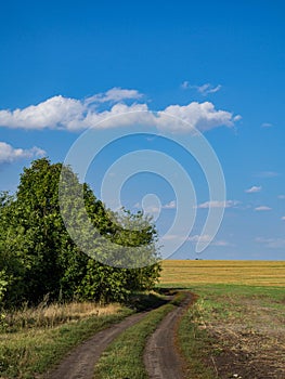 Summer landscape after harvest