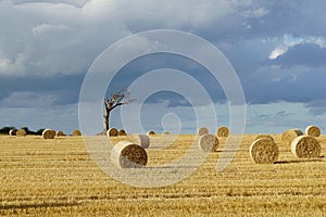 Summer landscape. Harvested wheat field and stormy sky