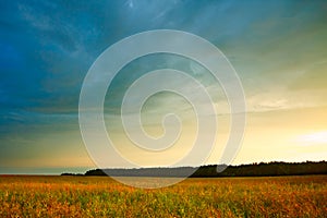 Summer landscape with hayfield