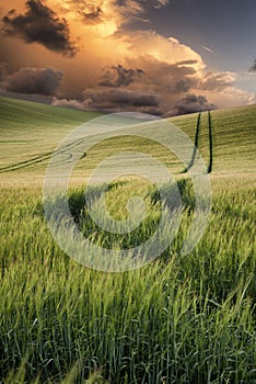 Summer landscape image of wheat field at sunset with beautiful l