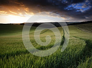 Summer landscape image of wheat field at sunset with beautiful l