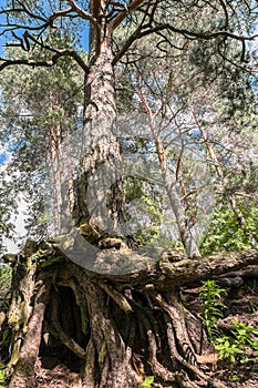 Intricately twisted bare roots and branched trunk of old pine tree on the shore of the lake Seliger, Tver region.