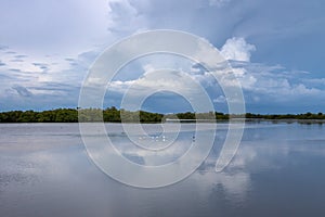 Summer Landscape, J.N. Ding Darling National Wildlife Refuge