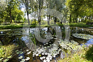 Summer landscape with the lake and the forest