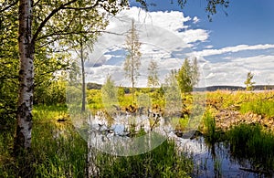 Summer landscape. Lake in the forest. Nature Conservation Concept. Summer background.